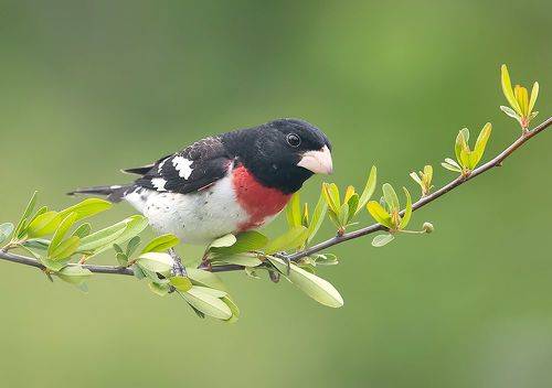 Rose-breasted Grosbeak - Красногрудый дубоносовый кардинал