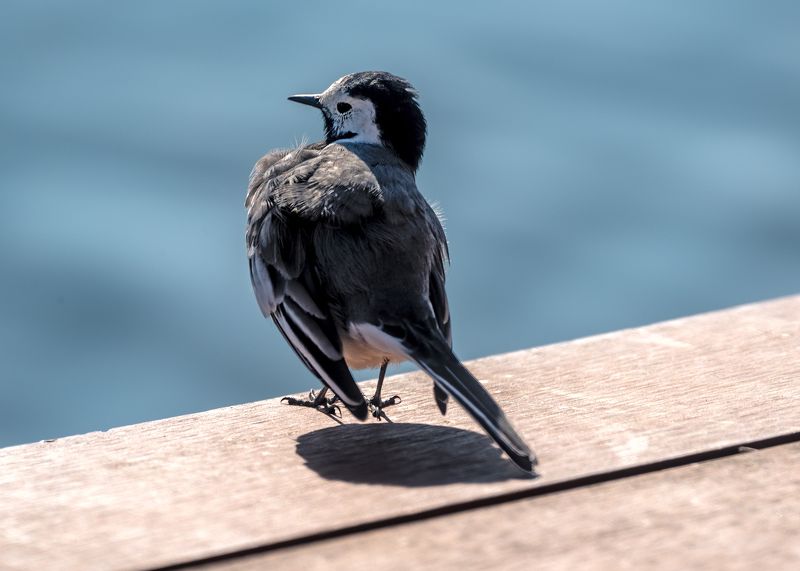 трясогузки Гордость трясогузки фото превью
