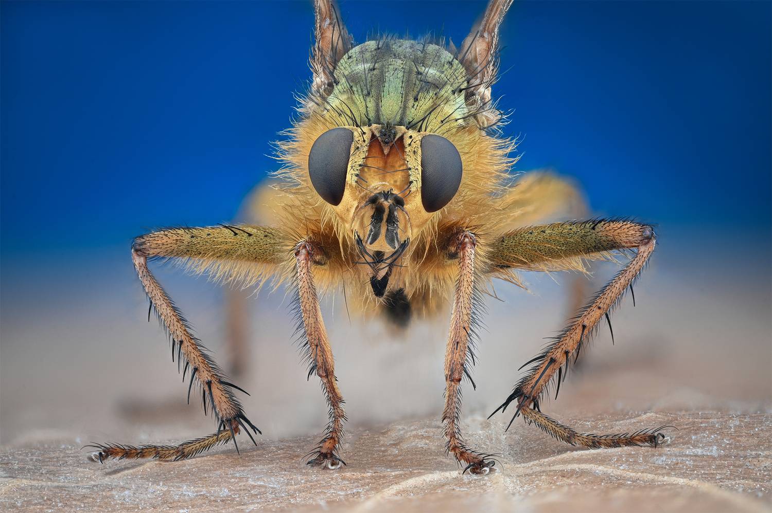 ceclii, macro, Цветан Ганев