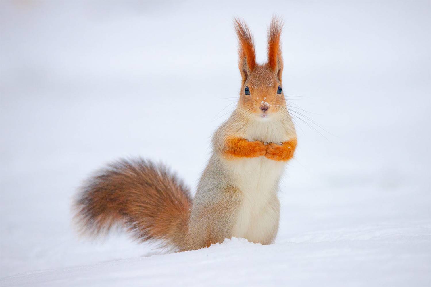 , Чудинин Дмитрий