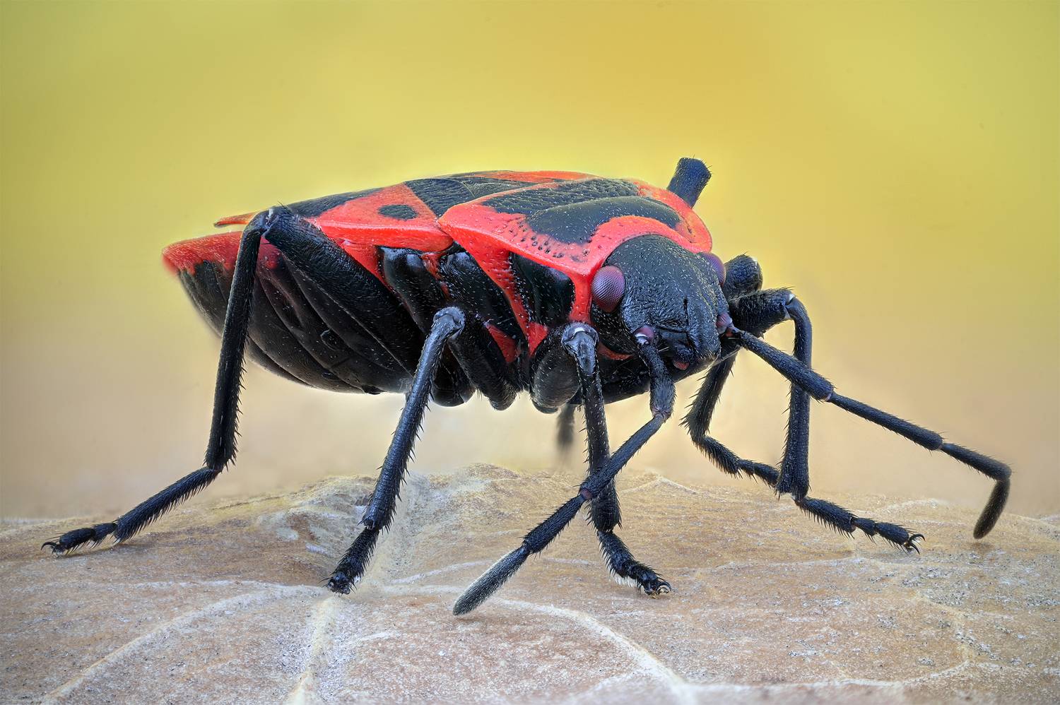 ceclii, macro, Цветан Ганев