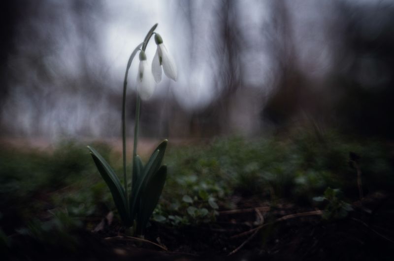 Из жизни Боспорских подснежников. фото превью