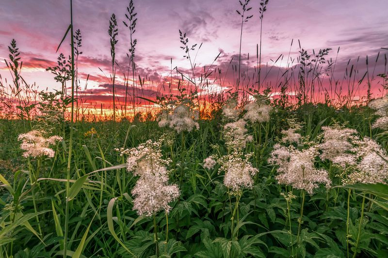 В высокой траве. фото превью