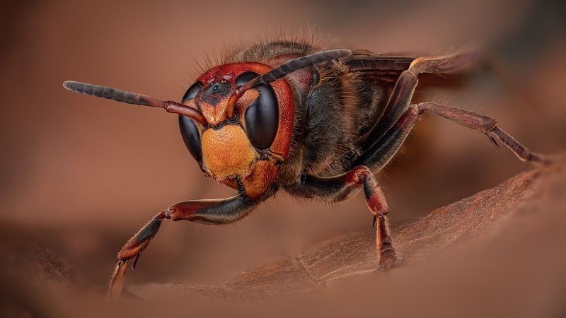 hymenoptera, vespa crabro, шершень Воин фото превью