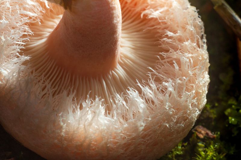 грибы, белый, гриб, лисички, дождевик, подберезовик, волнушка, тула, тульская область Грибы крупным планом. фото превью