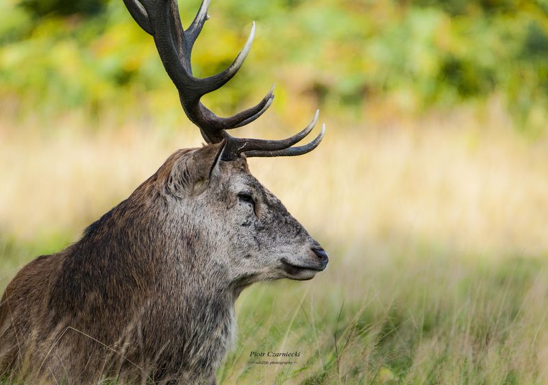 ssaki, jelen, rykowisko,natura, las, siesta фото превью