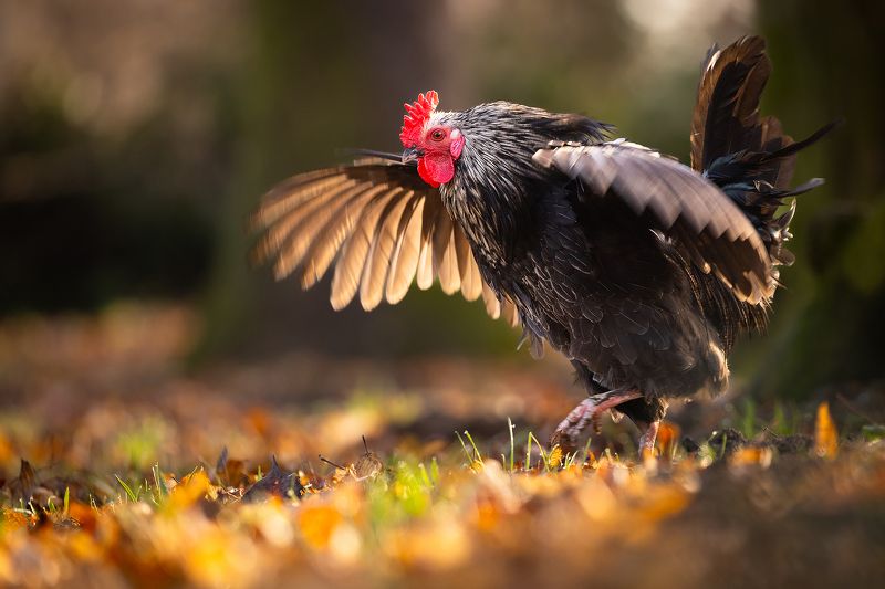 Cock фото превью