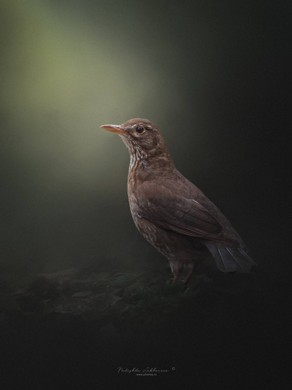 , Захарова Надежда