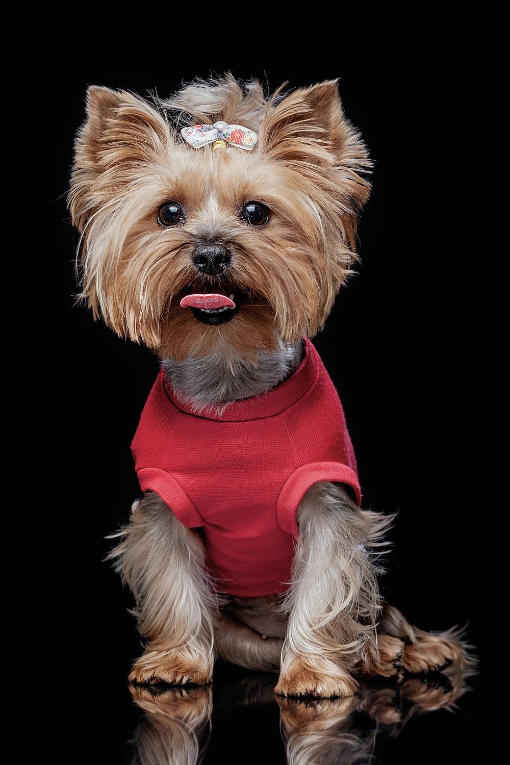 собака, йоркширский, терьер, Дёгтев Евгений