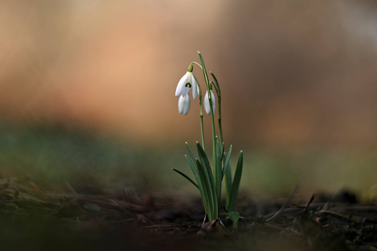 , Эдуард Колобошников