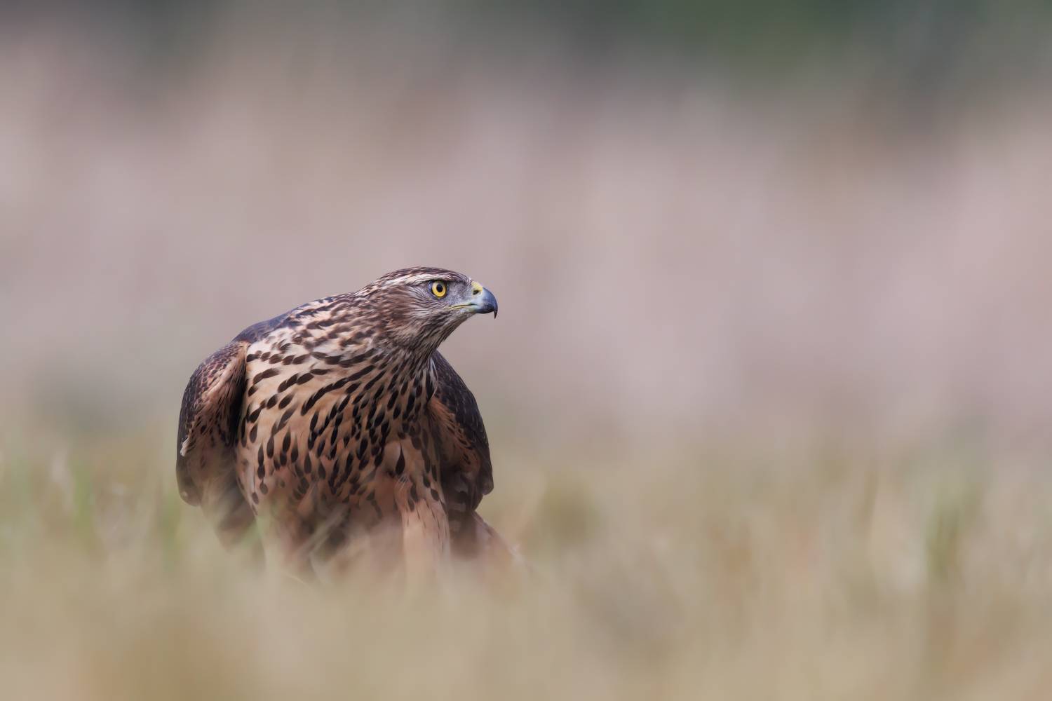 , Фруман Евгений