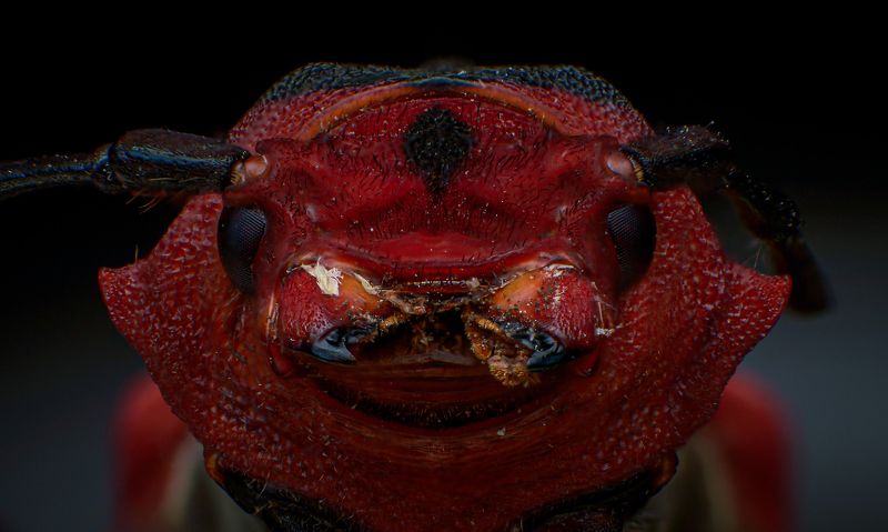 macro, insect, nature, closeup Pug-like insect фото превью