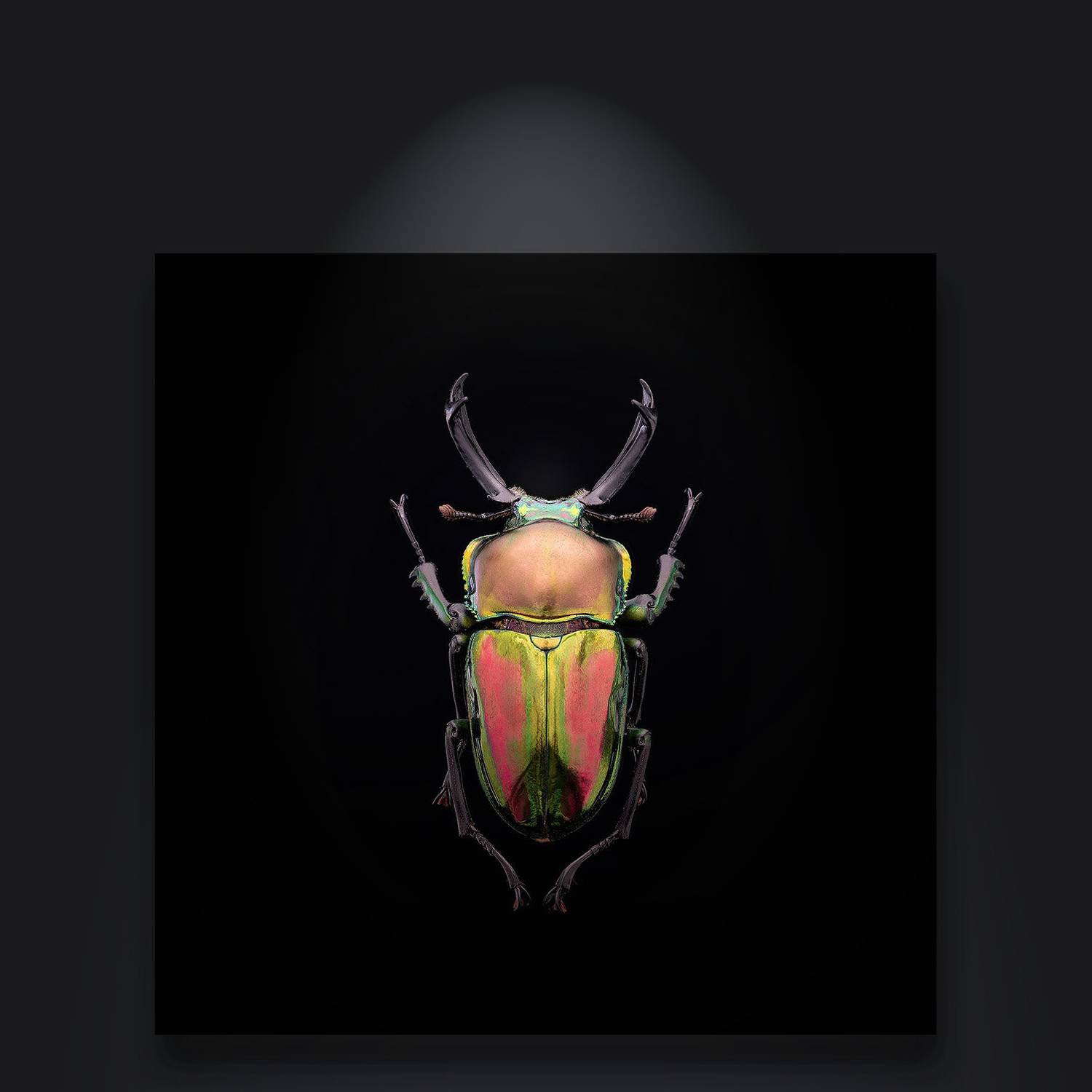 coleoptera, lucanidae, phalacrognathus muelleri, рогач, Kavaliauskas Eugenijus