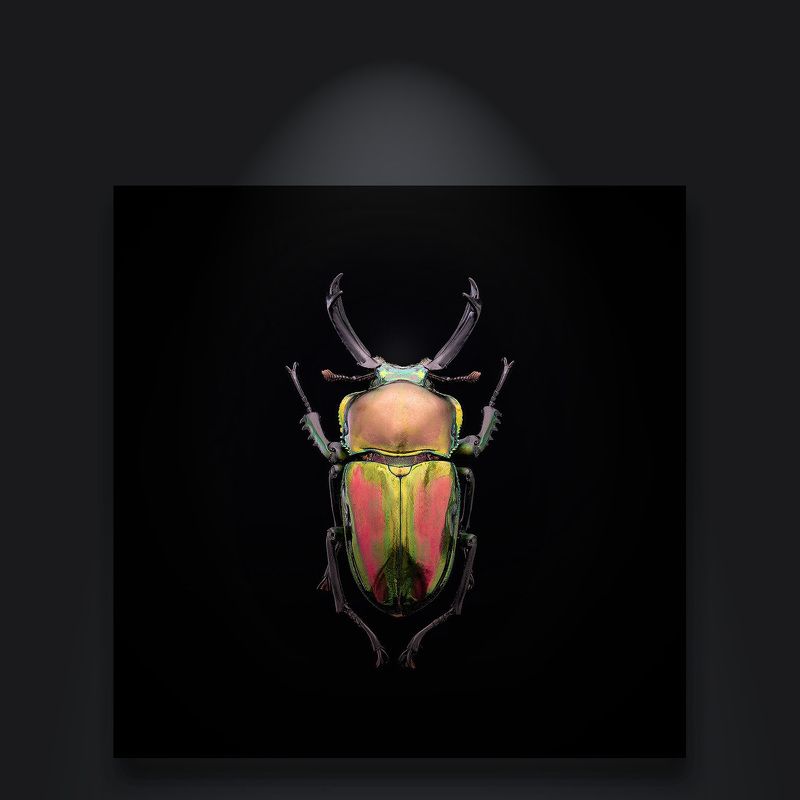 coleoptera, lucanidae, phalacrognathus muelleri, рогач Рогач фото превью