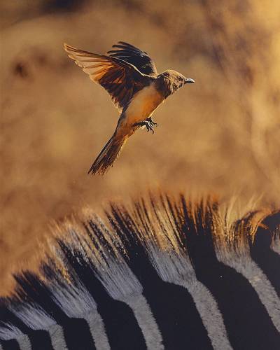 Flight from Zebra