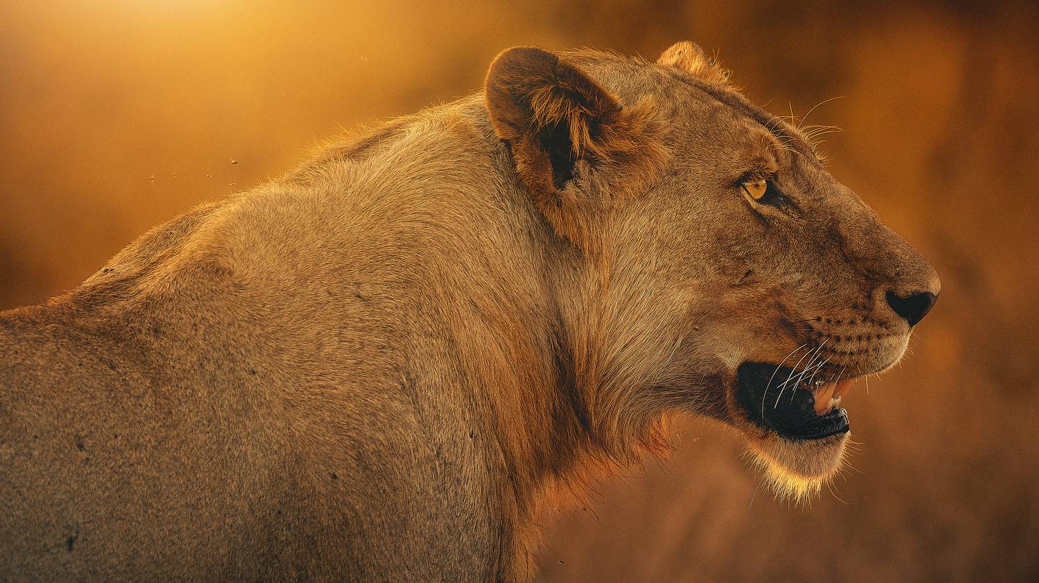 wildlife, lion, afternoon, fur, yellow,, Geran Raath