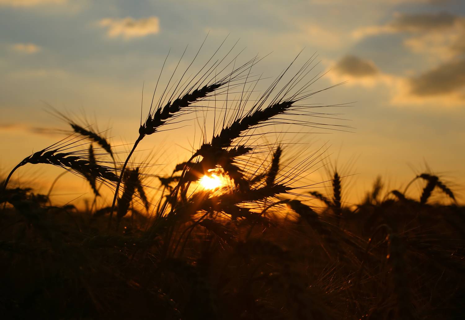 пейзаж, колоски, закат, рассвет, поле, солнце, рожь, пшеница, свет, лучи, Стасов Виталий