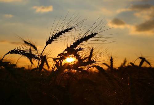 Закат в поле