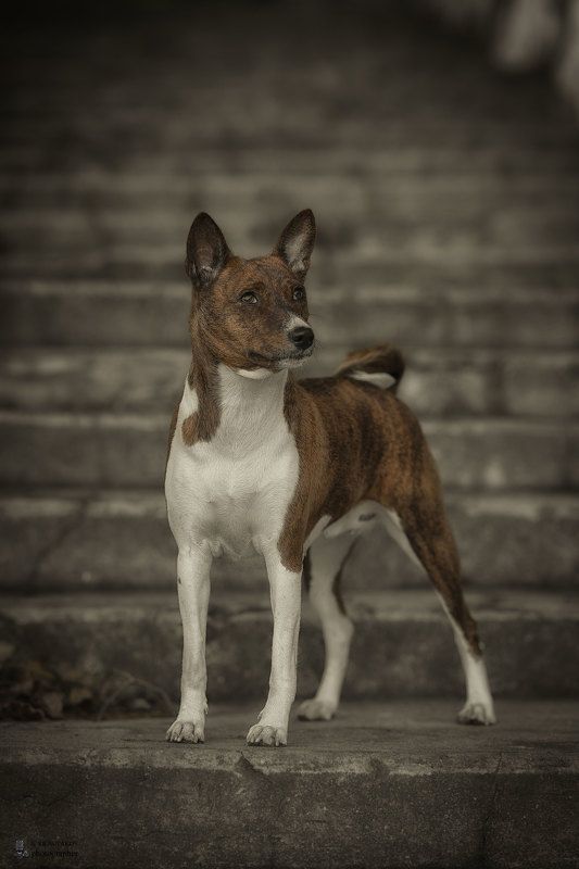 Kelevra фото превью