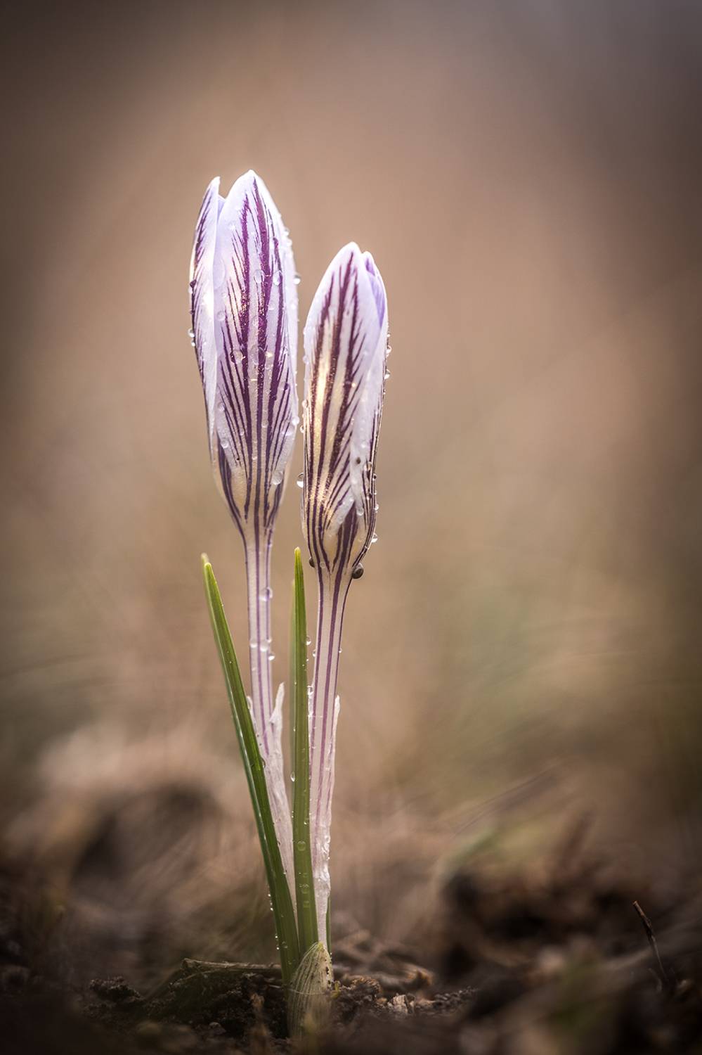 , Илья Михеев