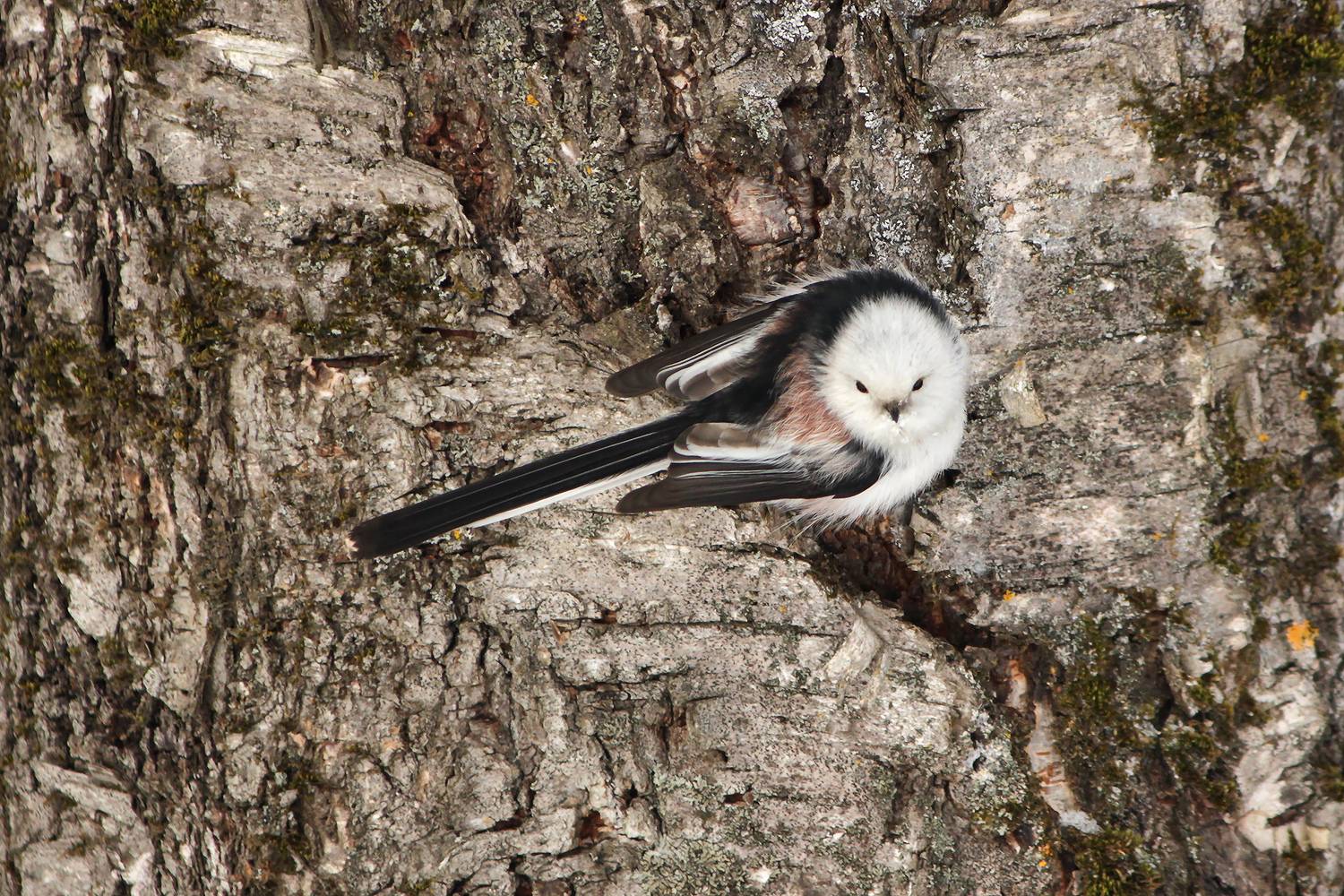 длиннохвостая синица, ополовник, aegithalos caudatus, КарОл