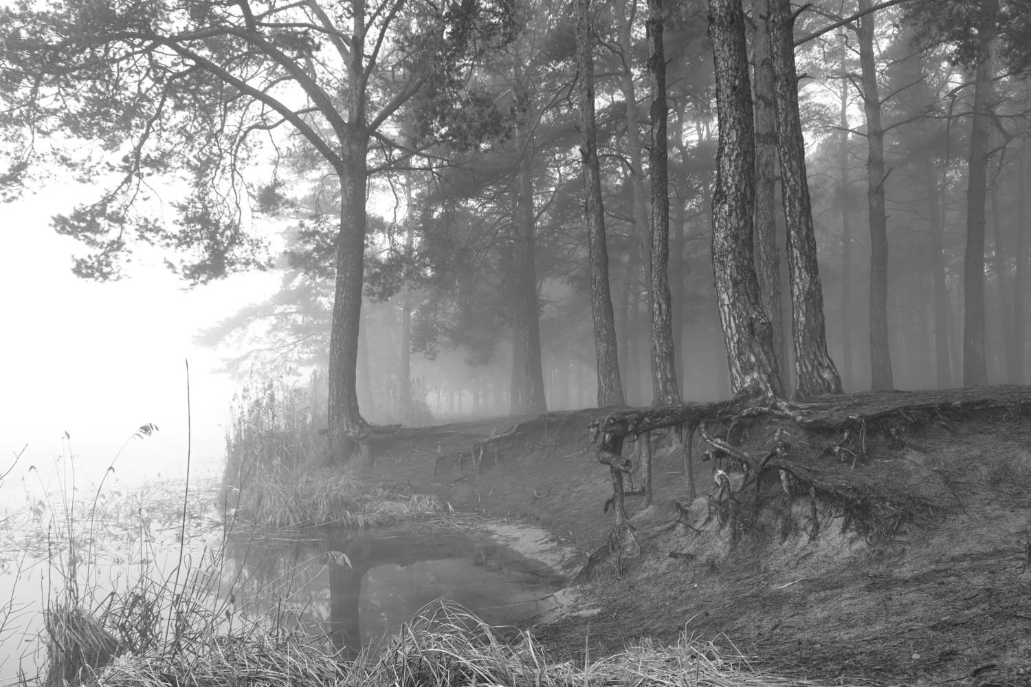 , Колосова Елена