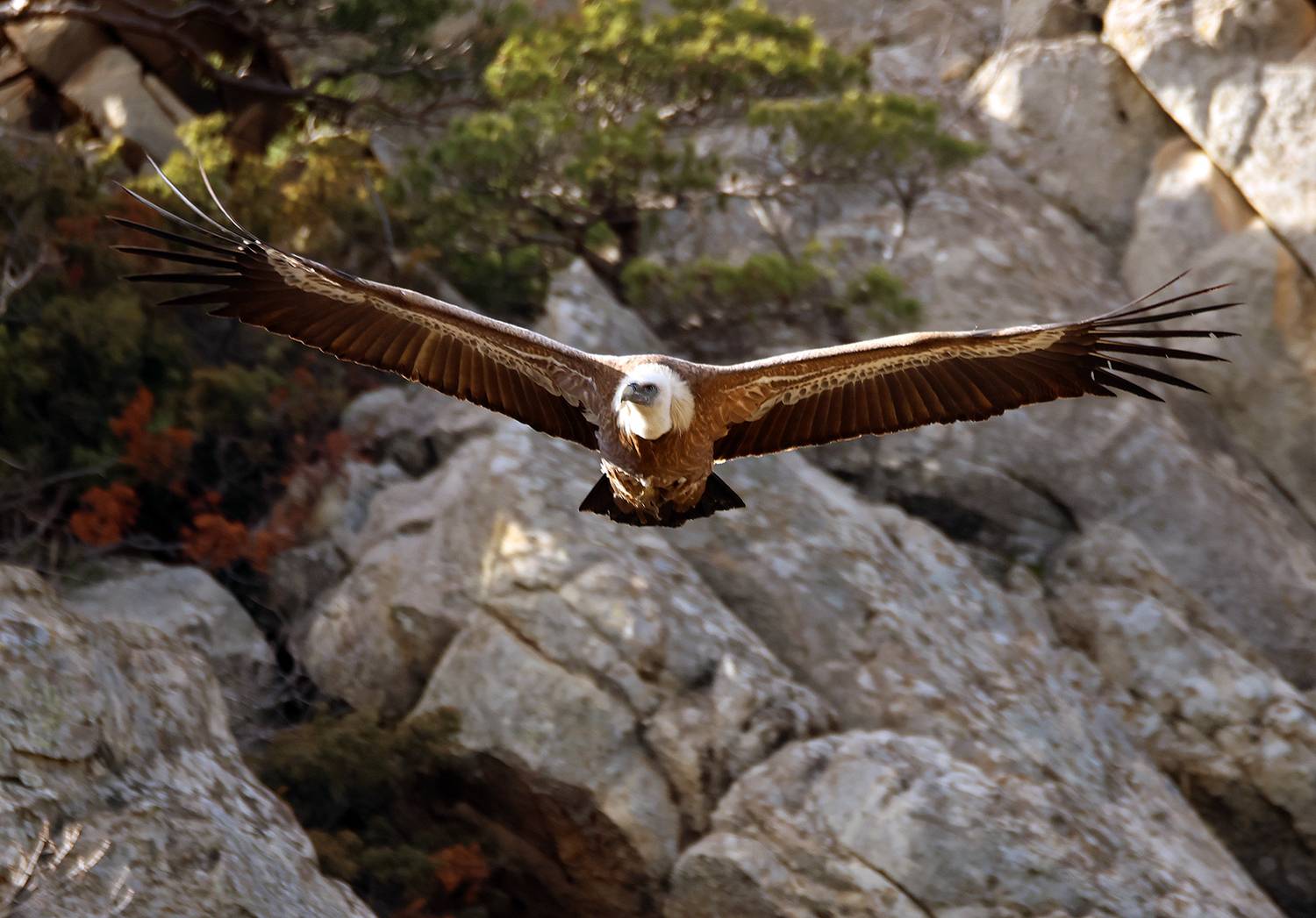 белоголовый сип,гриф,падальщик,птица,большая птица,, Magov Marat