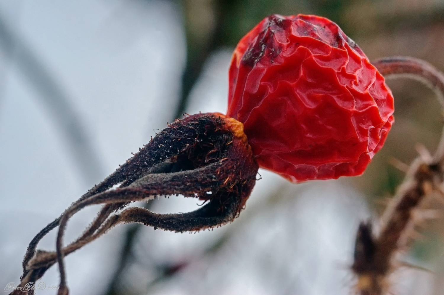 , Орлов Олег