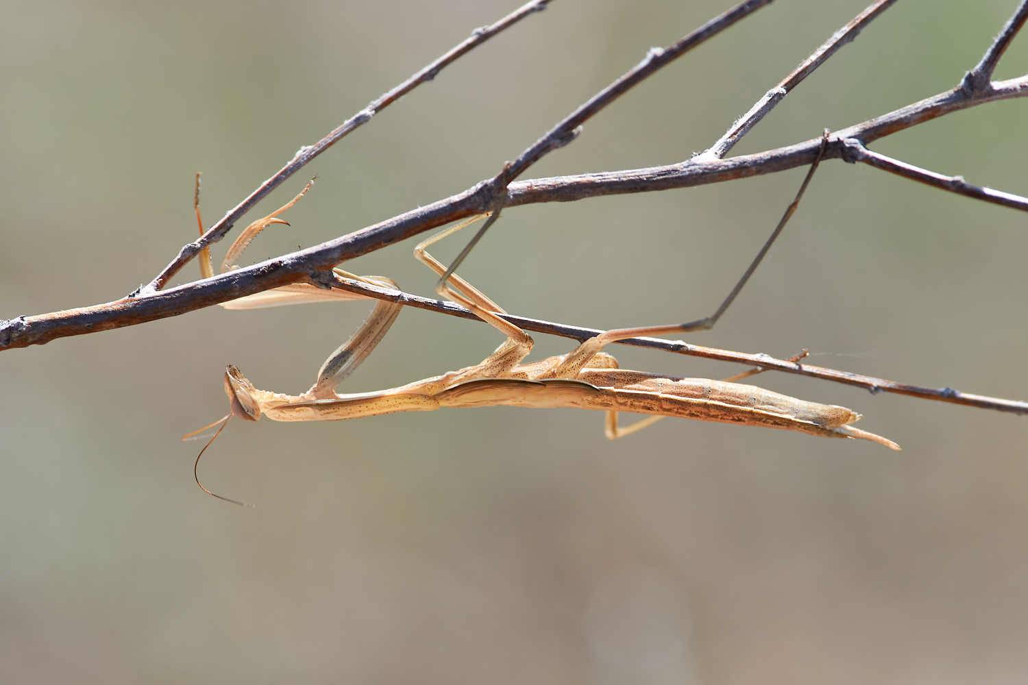 macro, volgograd, russia, wildlife, Mantis religiosa, , Павел Сторчилов