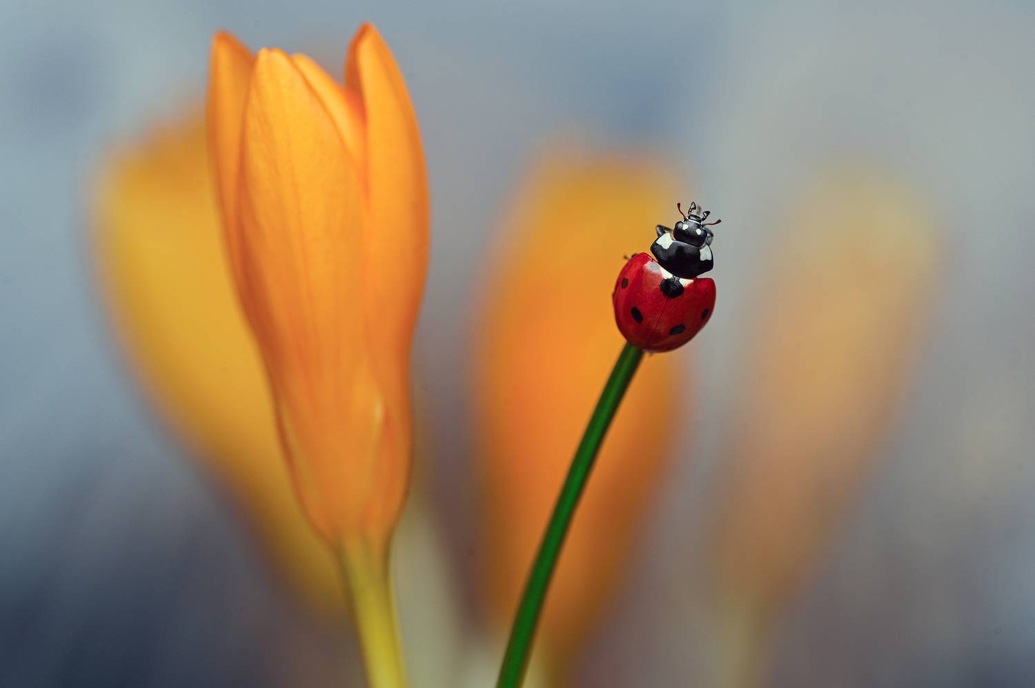 ceclii, macro, Цветан Ганев