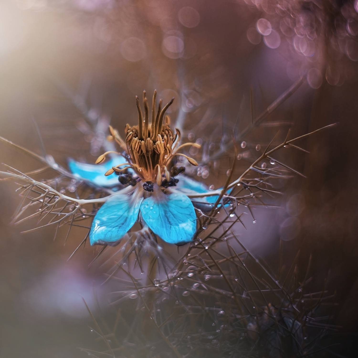 , Лапшина Владлена