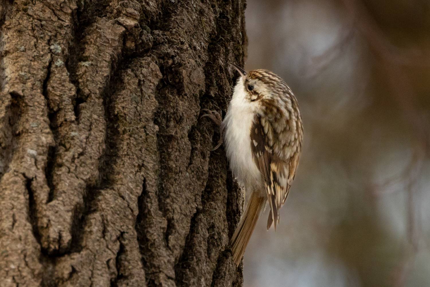 , Щепанов Дмитрий