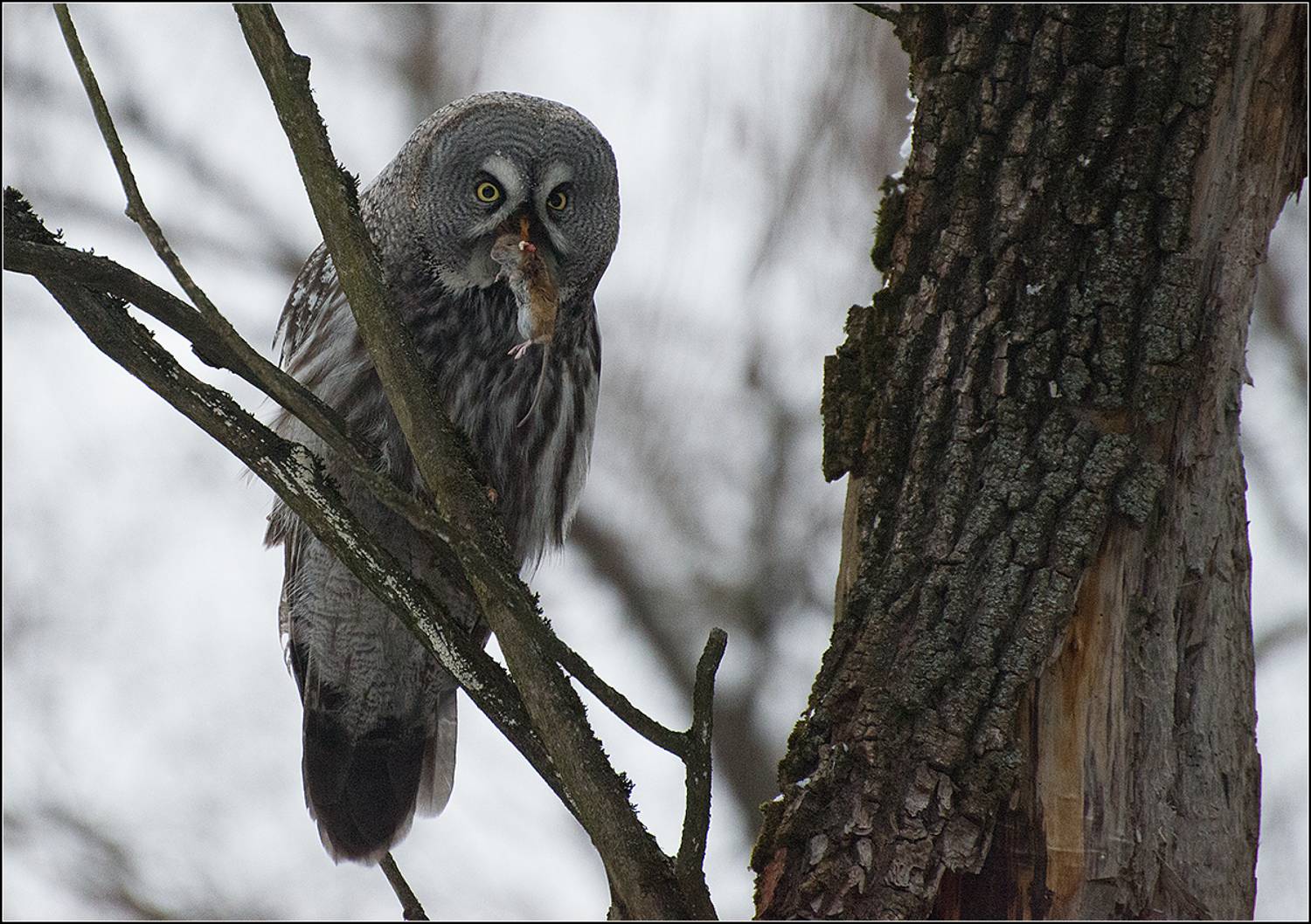 москва, зима, парк, птица, АНАТОЛИЙ ДОВЫДЕНКО