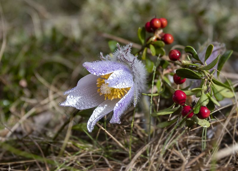 прострел, брусника, лес, весна, апрель Весна и осень фото превью