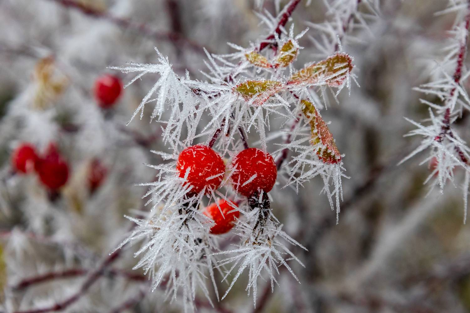 , Илья Тильман