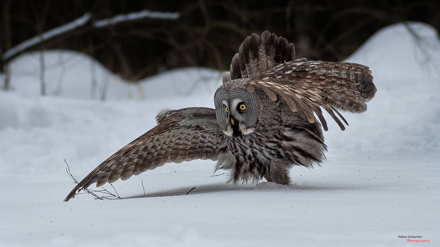 , Валерий Субачев