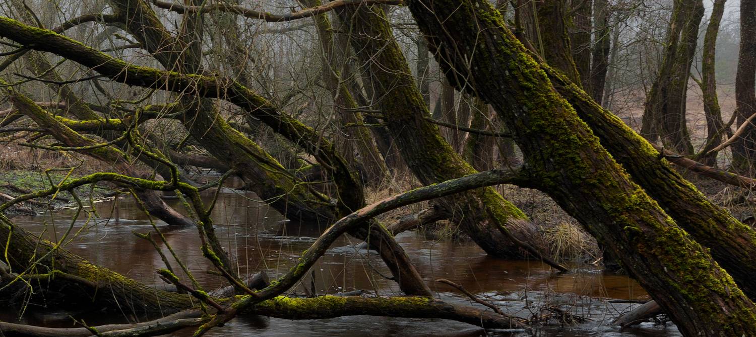 , Михаил Кушнер