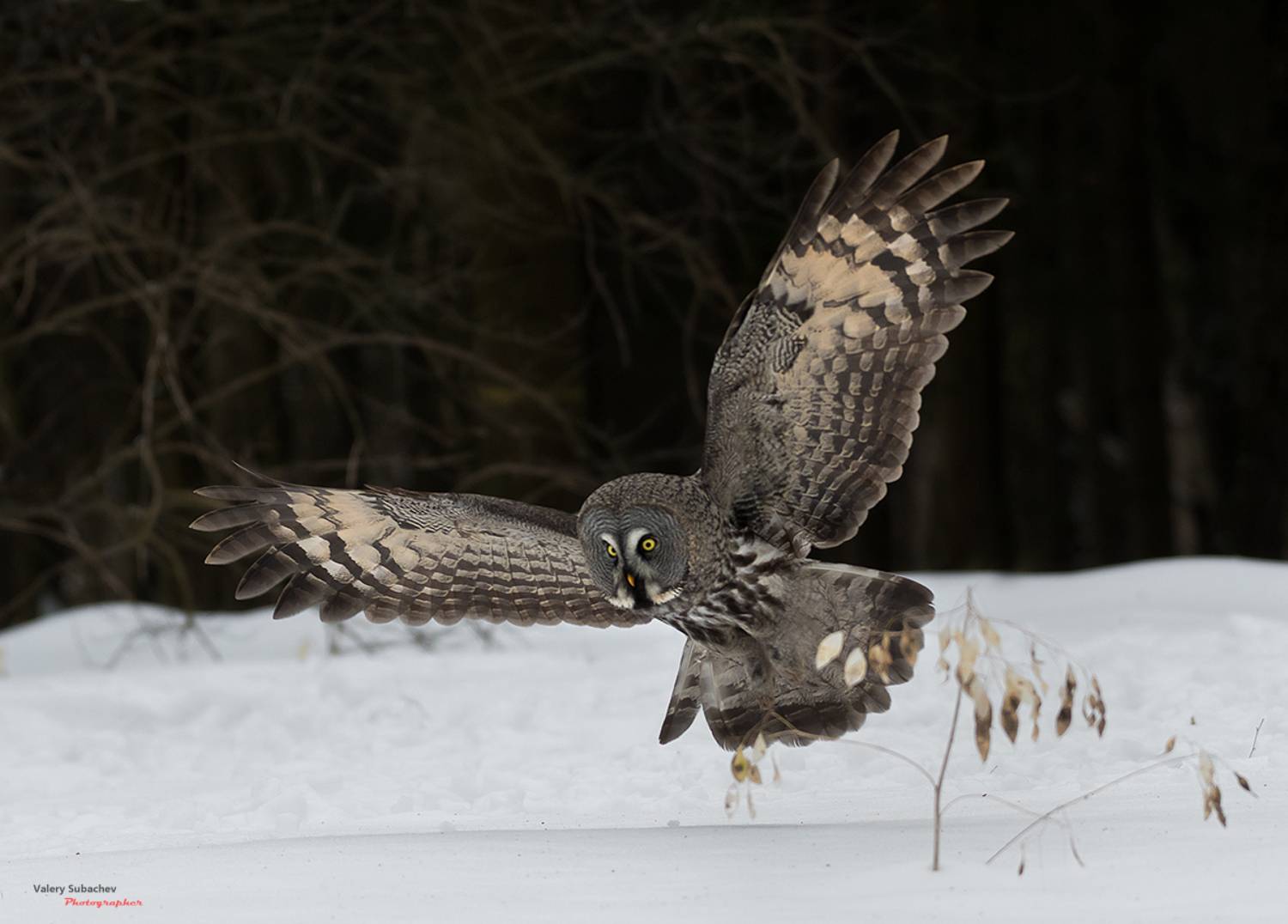 , Валерий Субачев