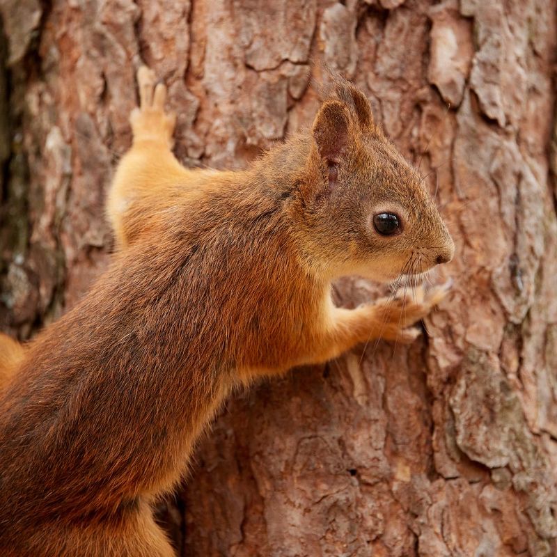 Белка, Squirl Замаскировался... фото превью