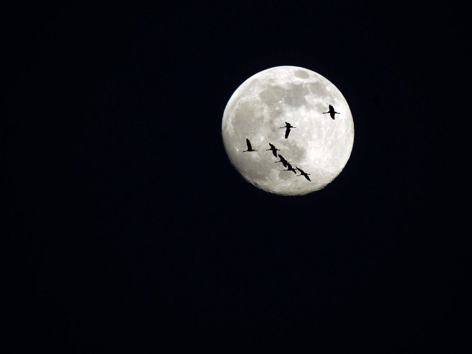 , Савоцкий Роман