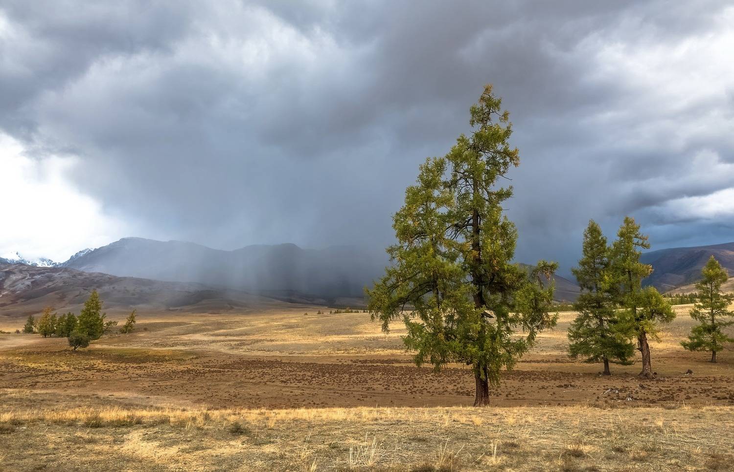 алтай, осень, непогода, лиственницы, Фомина Марина