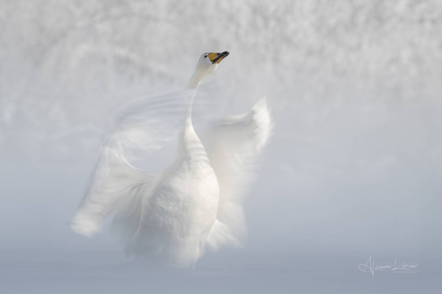 лебедь,алтай, Александр Кукринов