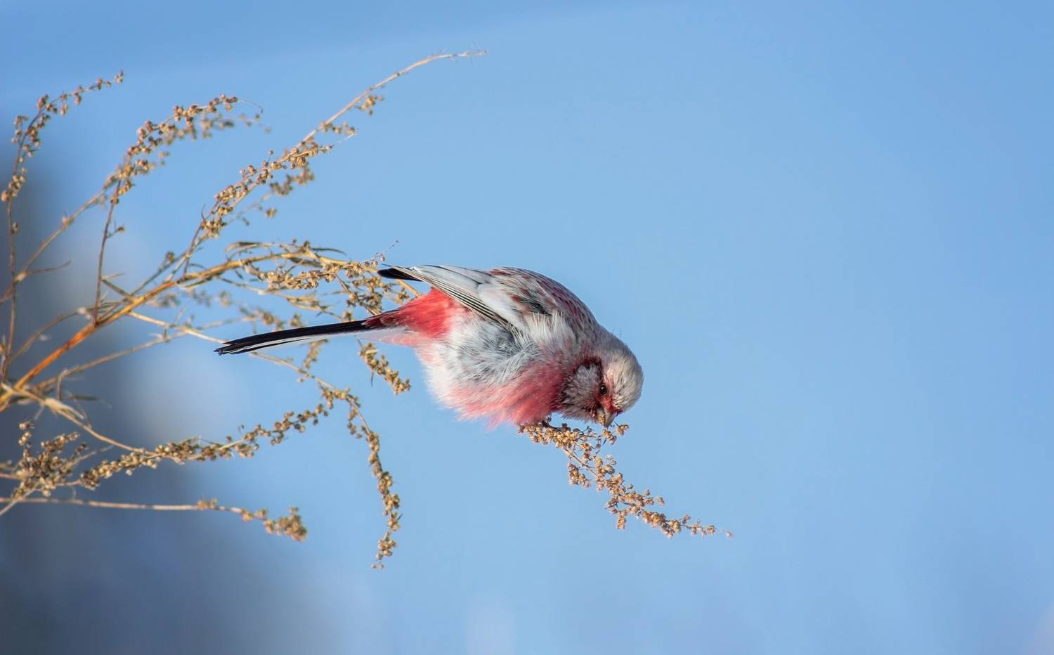 урагус, Александр Канцур