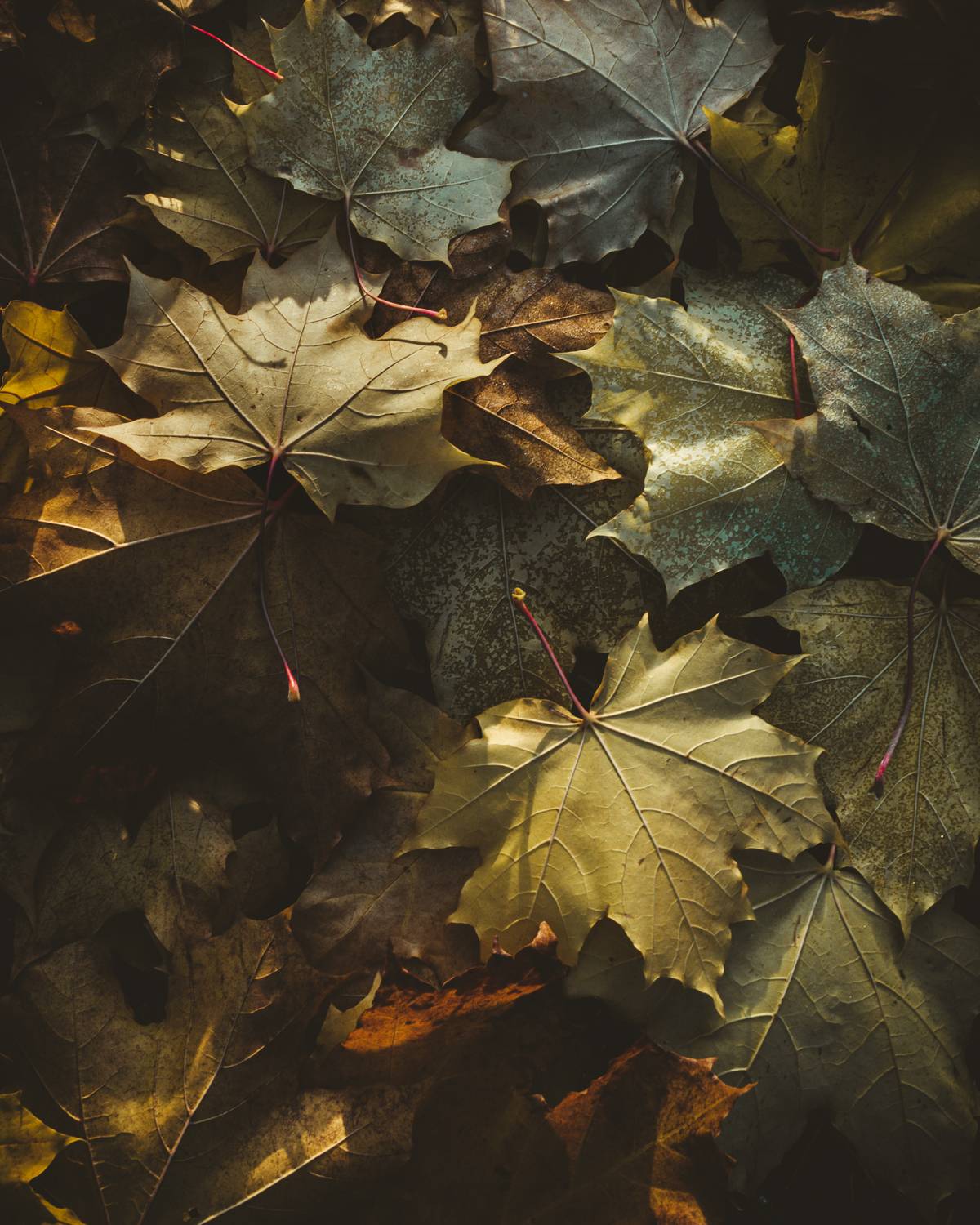 пейзаж, природа, осень, республика коми, интимный пейзаж, Mysov Ivan