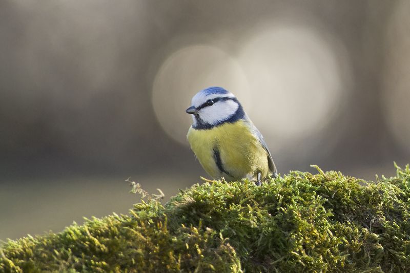 Солнечный фото превью