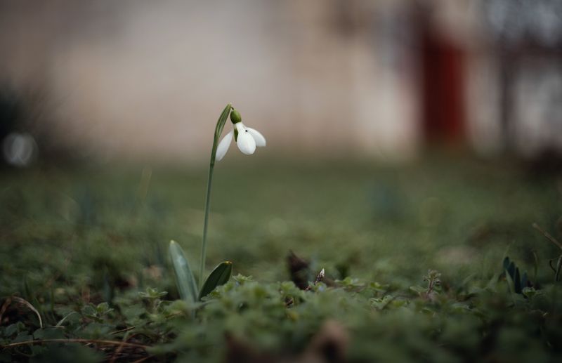 Из жизни Боспорских подснежников. фото превью