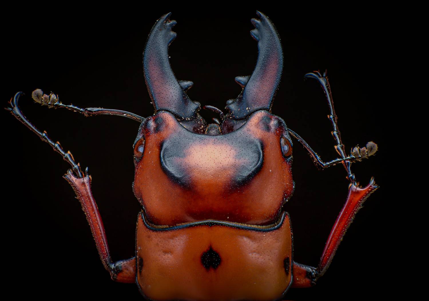 macro, nature, beetle, insect, Celis Norman