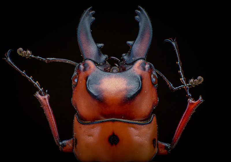 macro, nature, beetle, insect Beetle фото превью