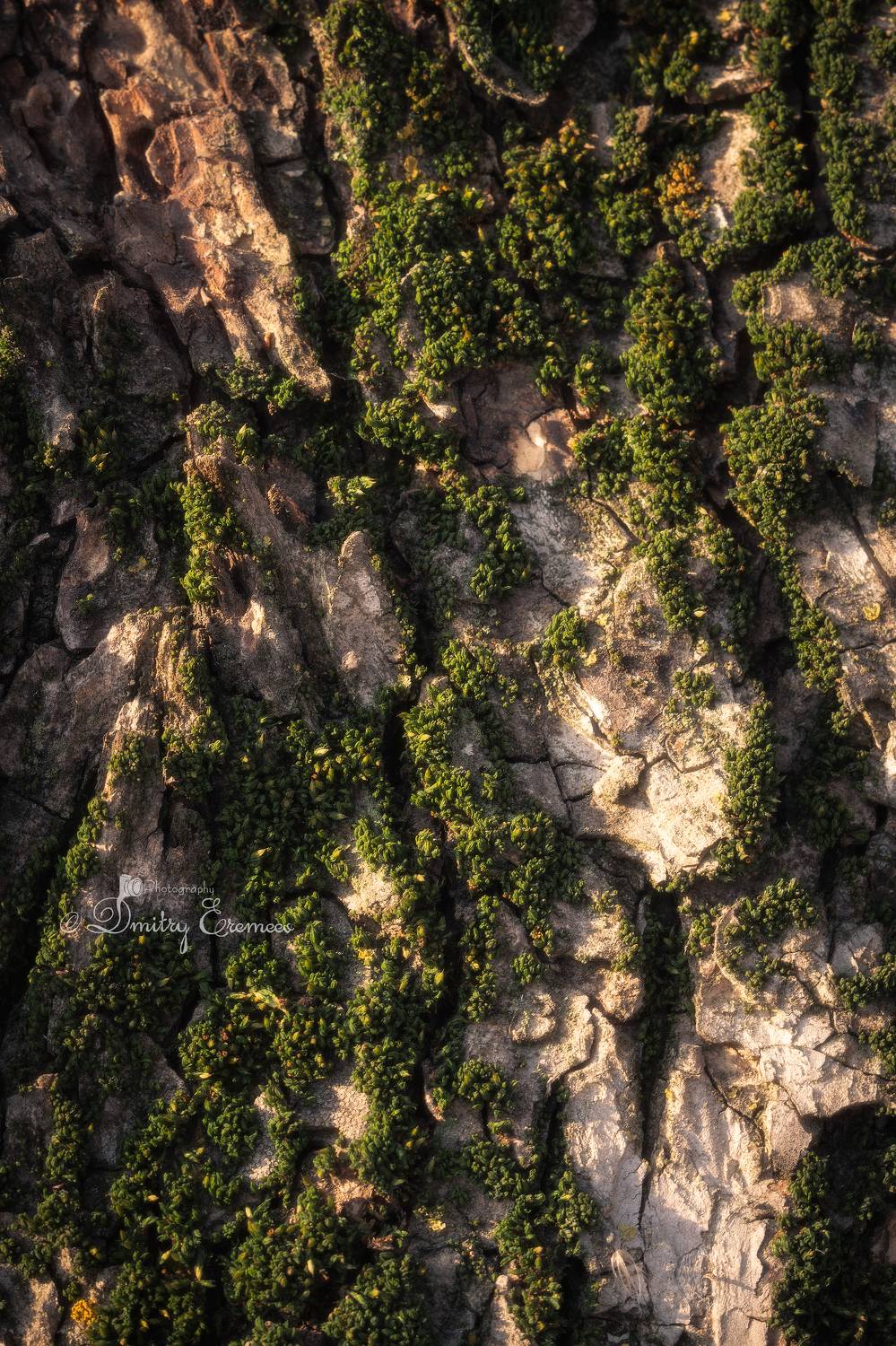 текстура цвет зелёный свет арт фотография, Еремеев Дмитрий