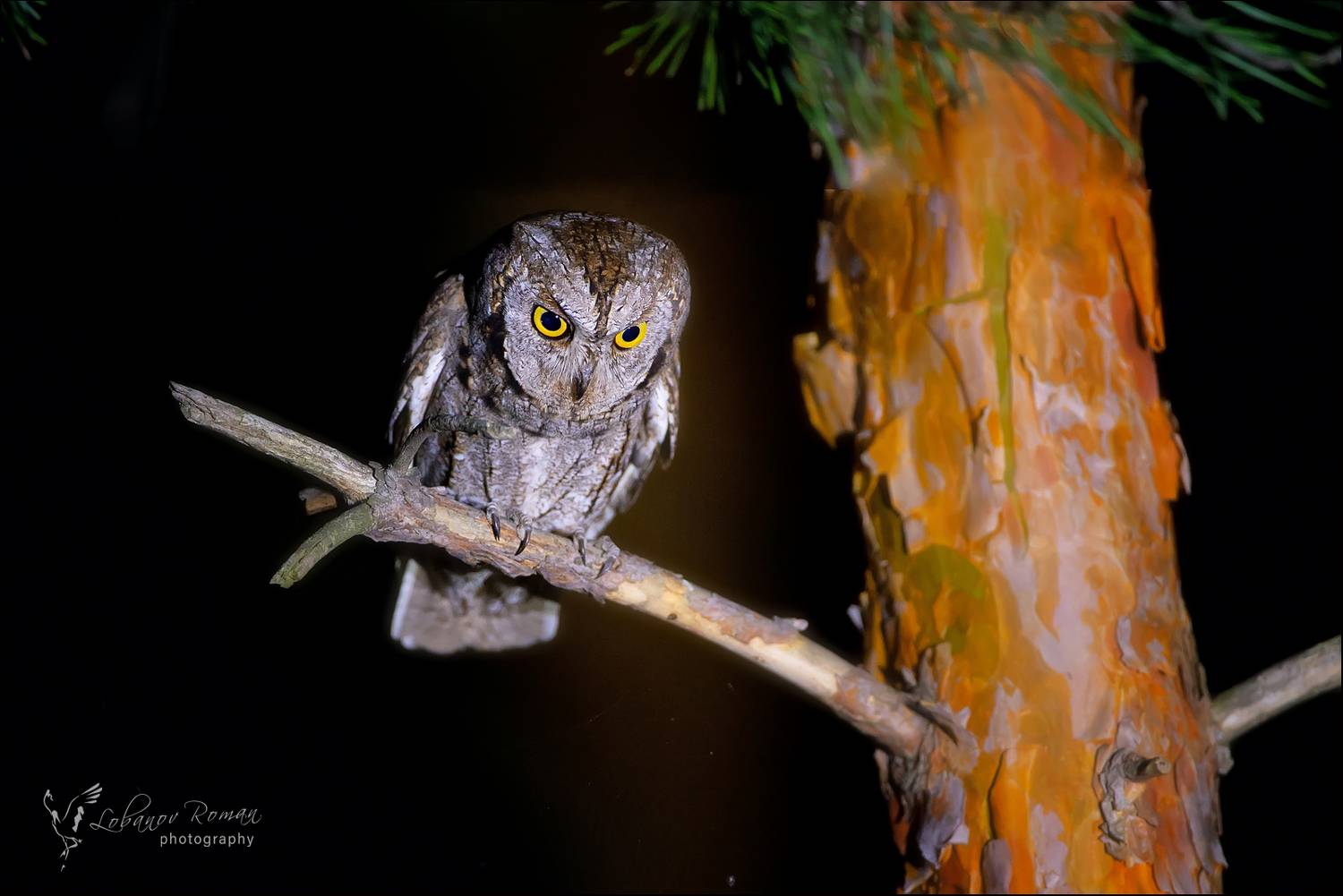 , Лобанов Роман